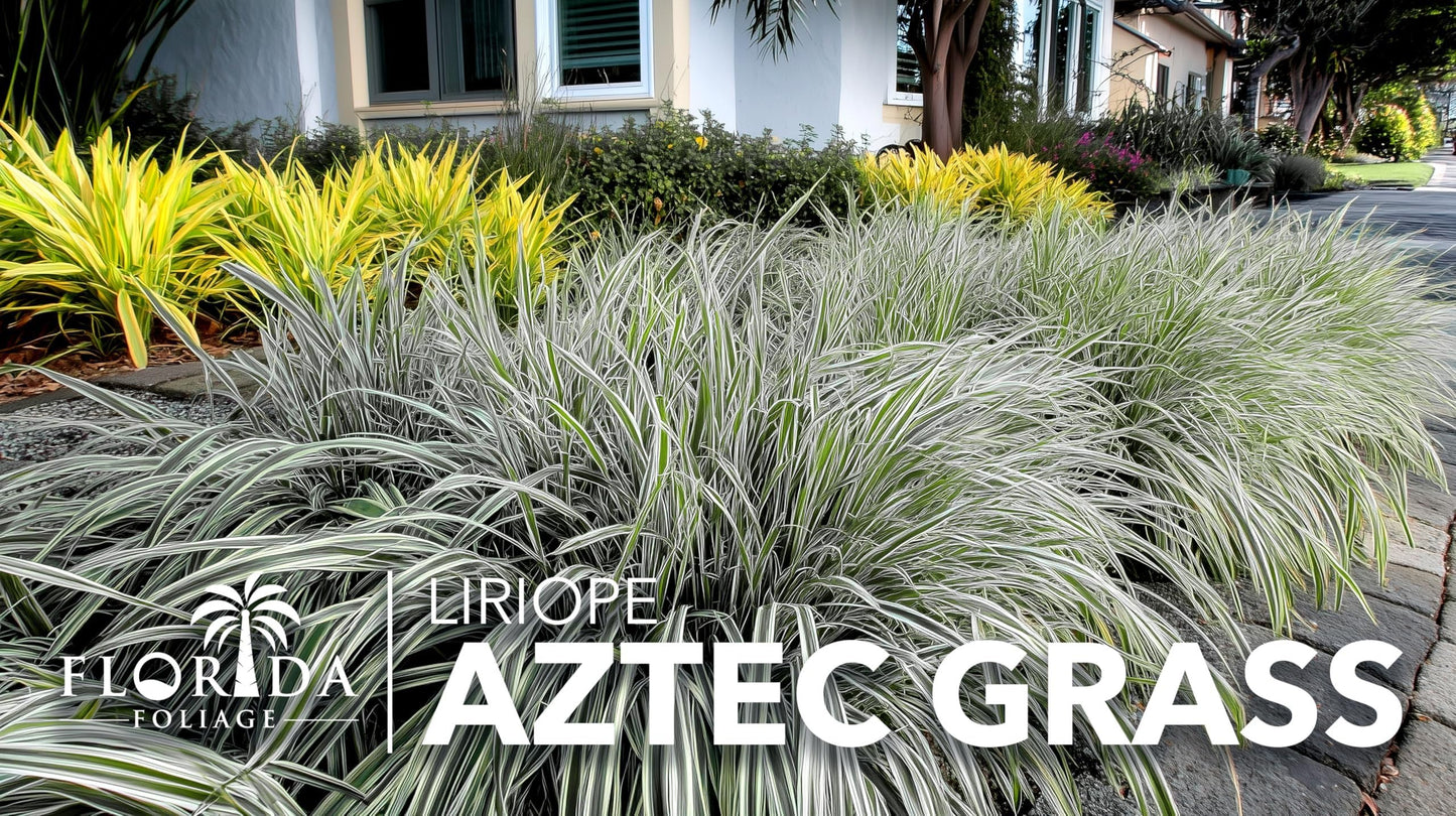 Aztec Grass | 3 Live Bare Root Pips | Liriope Muscari ‘Aztec Grass’ | Variegated Liriope | Ornamental Grass for Borders | Low Maintenance Ground Cover Plants