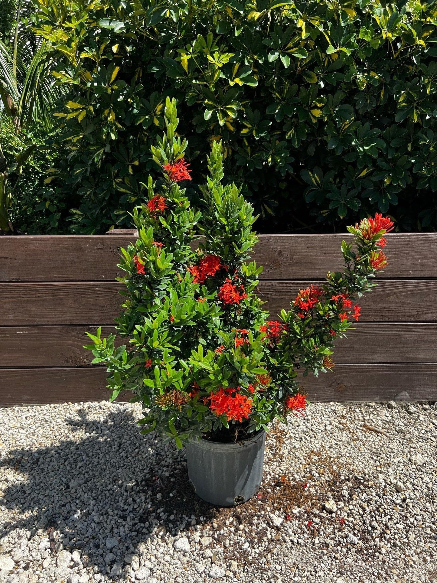 Ixora Taiwanese Red | 3 Extra Large Trade 3 Gallon Plants | Ixora chinensis | Lush Tropical Bloomer | Vibrant Garden Addition