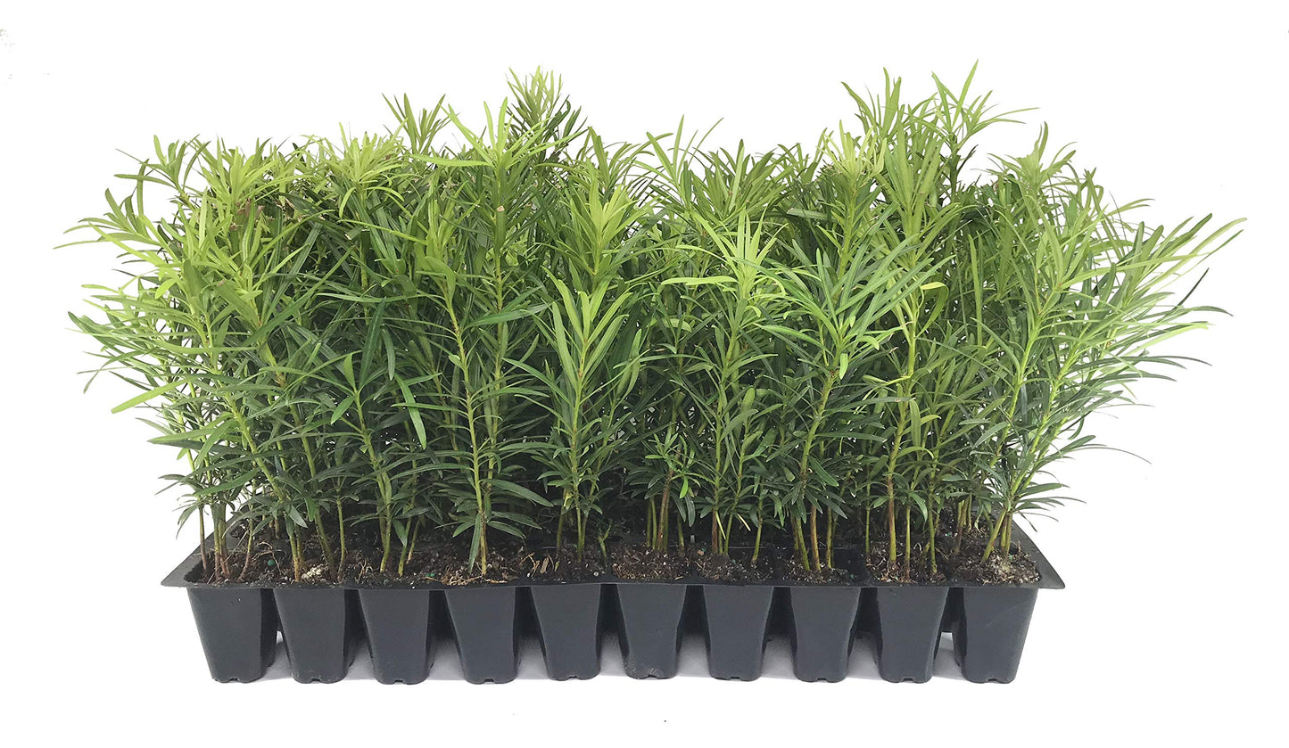 Podocarpus Japanese Yew | 40 Live Plants | Podocarpus Macrophyllus | Evergreen Shrub, Low Maintenance, Drought Tolerant, Privacy Screen Landscaping, Fast Growing, Ornamental Foliage
