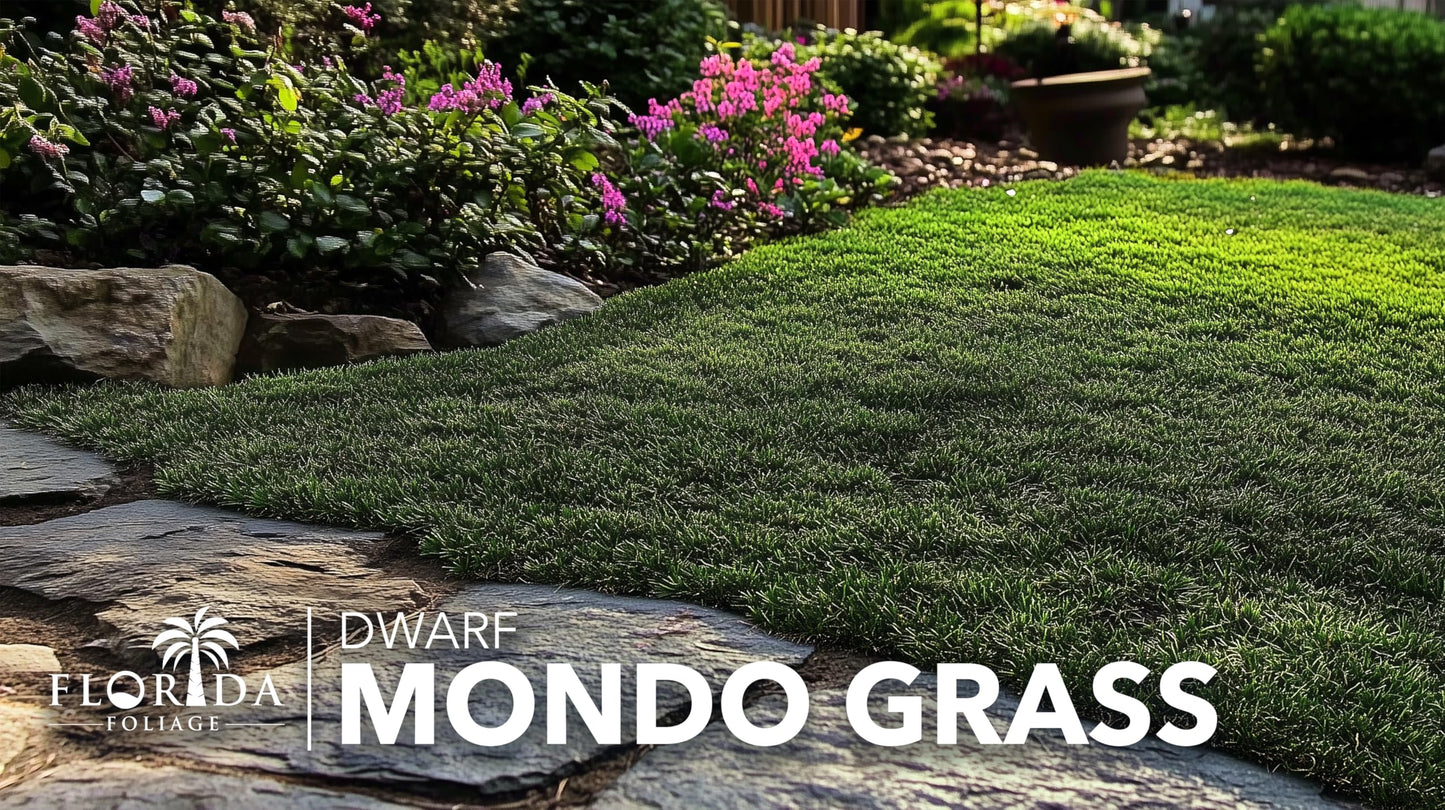 Dwarf Mondo Grass | 15 Large 4 Inch Pots | Ophiopogon Japonicus Nanus | Live Evergreen Shade Loving Groundcover