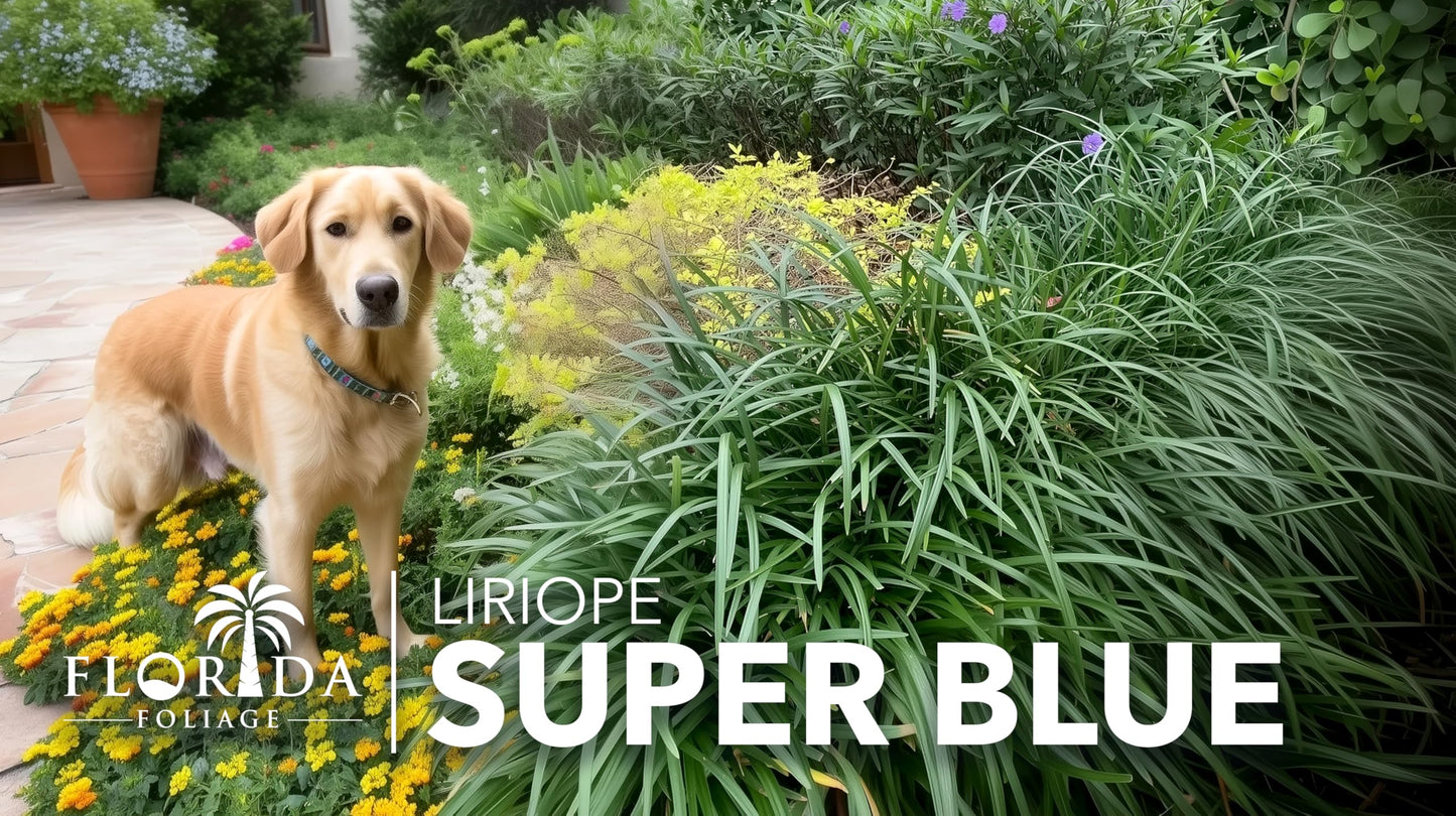 Super Blue Lilyturf - Liriope Muscari - 5 Live 4 Inch Pots - Drought Tolerant Low Maintenance Groundcover Plants
