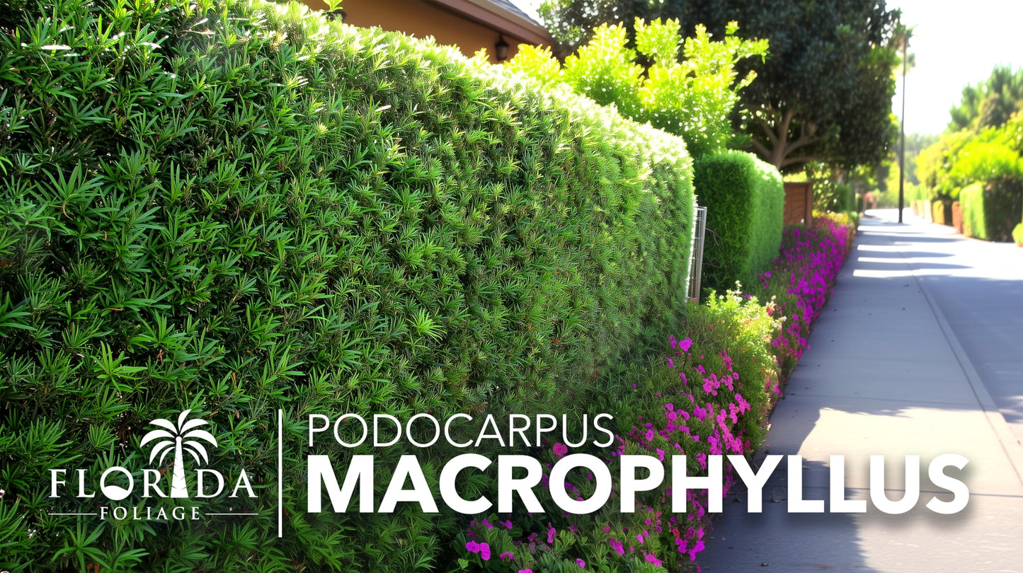 Podocarpus Macrophyllus Japanese Yew | 40 Live Plants | Podocarpus macrophyllus | Privacy Hedge Shrub | Evergreen Landscaping Plants for Gardens & Borders