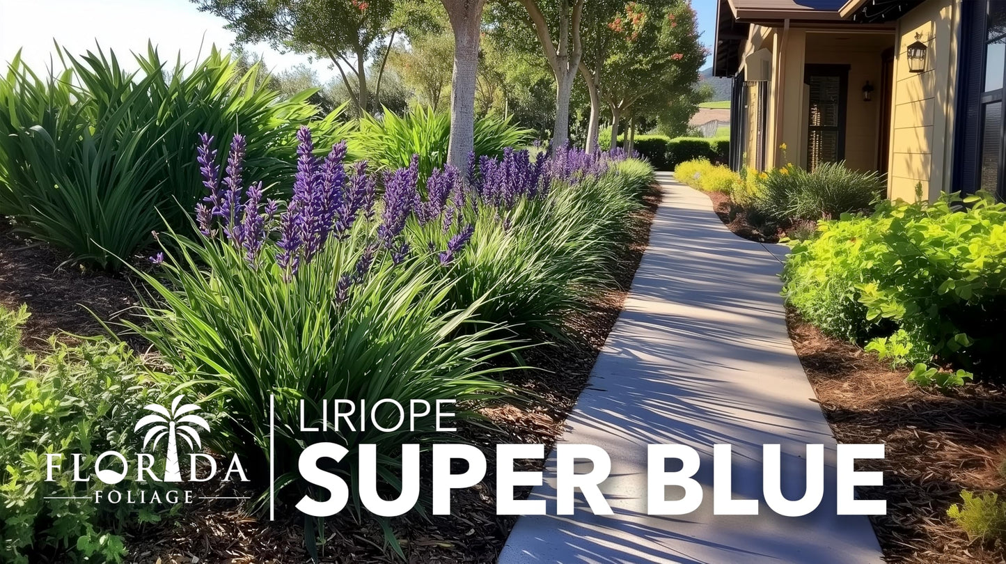 Super Blue Lilyturf - Liriope Muscari - 5 Live 4 Inch Pots - Drought Tolerant Low Maintenance Groundcover Plants