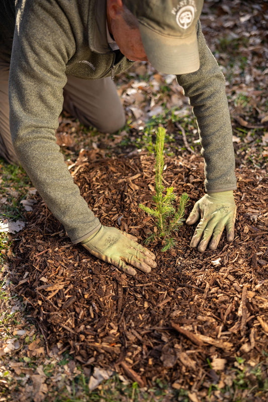 Norway Spruce Tree Seedlings Plugs | 6"-12" | Arbor Day Foundation (10-Pack)