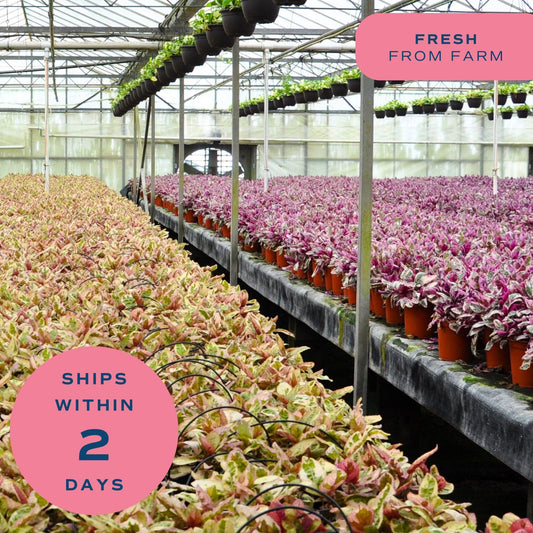 Costa Farms Champs Élysées Pothos Live Plant in Self Watering Pot, Indoor Houseplant, Trailing Vining, Perfect for Home, Room, or Office Decor, Great House Warming or Birthday Gift, 12-14 Inches Tall