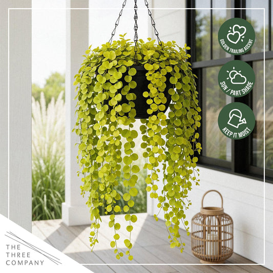 Creeping Jenny Live Plant (Lysimachia nummularia) - 4 Plants Per Pack - Healthy Trailing Perennial - Beautiful Accent Plant - 6" Tall by 4" Wide in 1 Pt Pot