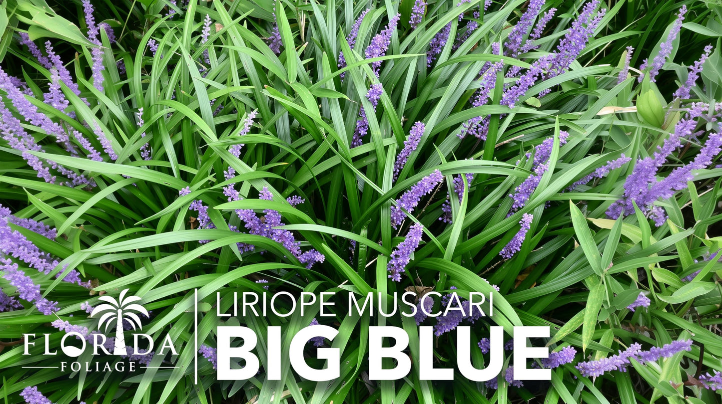 Liriope Big Blue | 5 Live 4 Inch Plants | Liriope muscari | Lavender Blue Flowers | Evergreen Ground Cover for Shade | Landscape Borders for Walkways and Beds