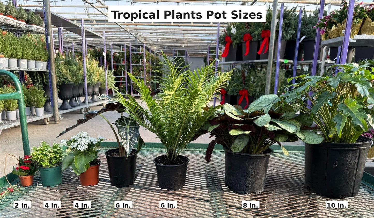 RedCrocus - RedCrocus Tiny Dancer Elephant Ear Alocasia, Compact Foliage Plant for Shade, Indoor & Container Use, Tough, Attractive, Pet Warning, Well-Drained Soil, Moderate Humidity 6" Pot