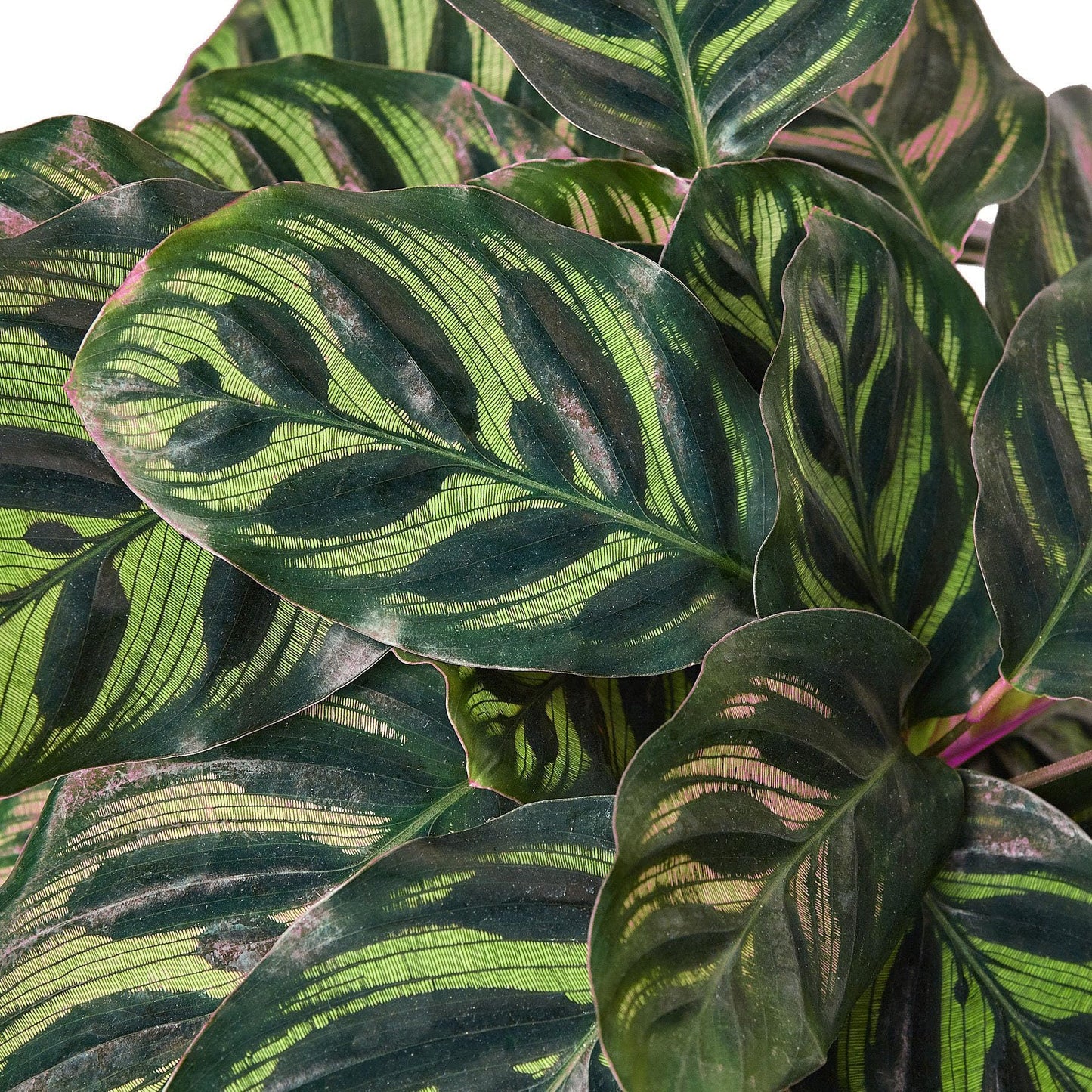 3 Pack Calathea 'Makoyana' in 6in Pot - Live Tropical Houseplant - Easy to Grow | Air Purifying | Pet Friendly | Variegated | USA Growers | The Snobby Leaf