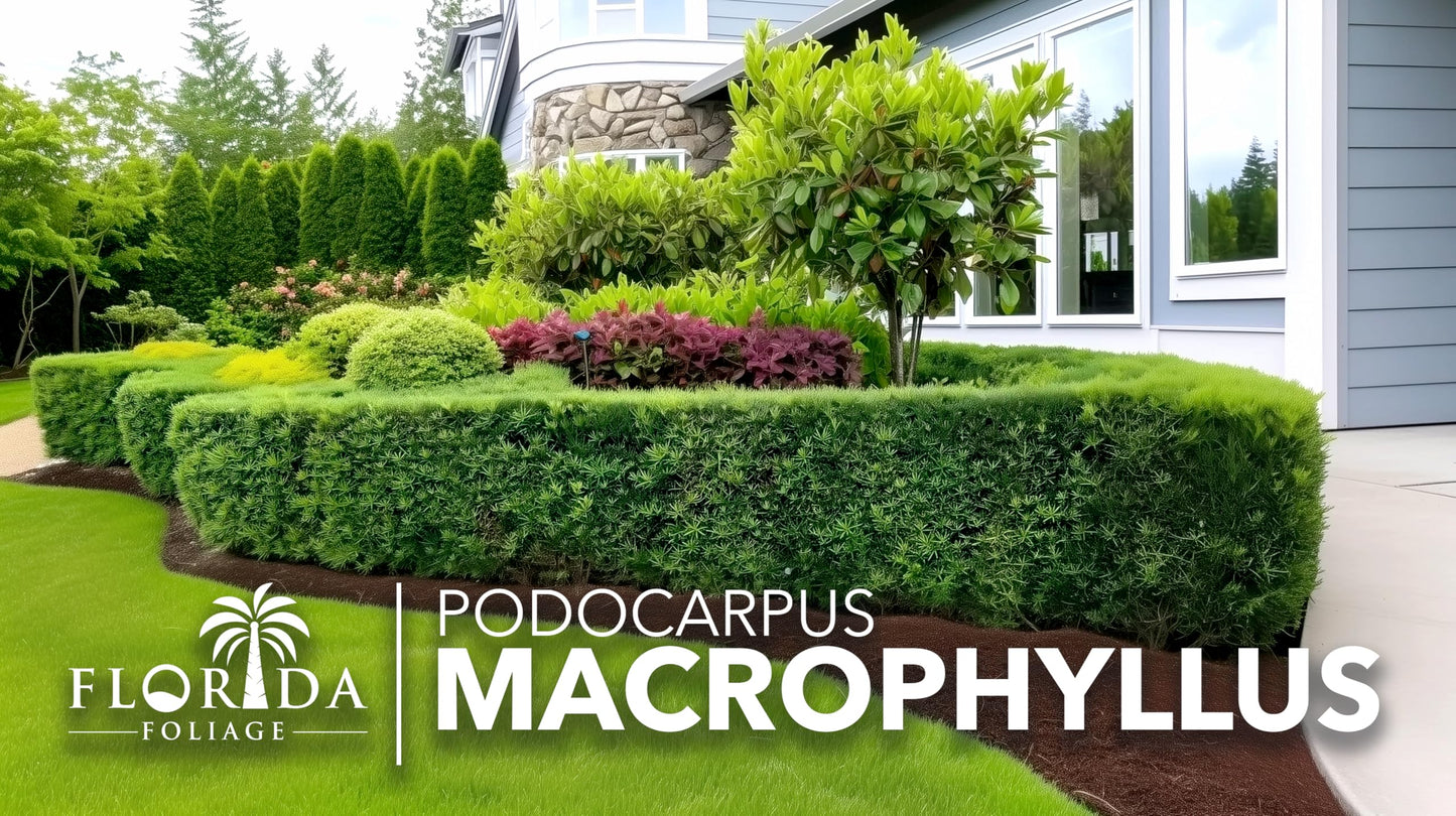 Podocarpus Macrophyllus Japanese Yew | 30 Live Plants | Podocarpus macrophyllus | Privacy Hedge Shrub | Evergreen Landscaping Plants for Gardens & Borders