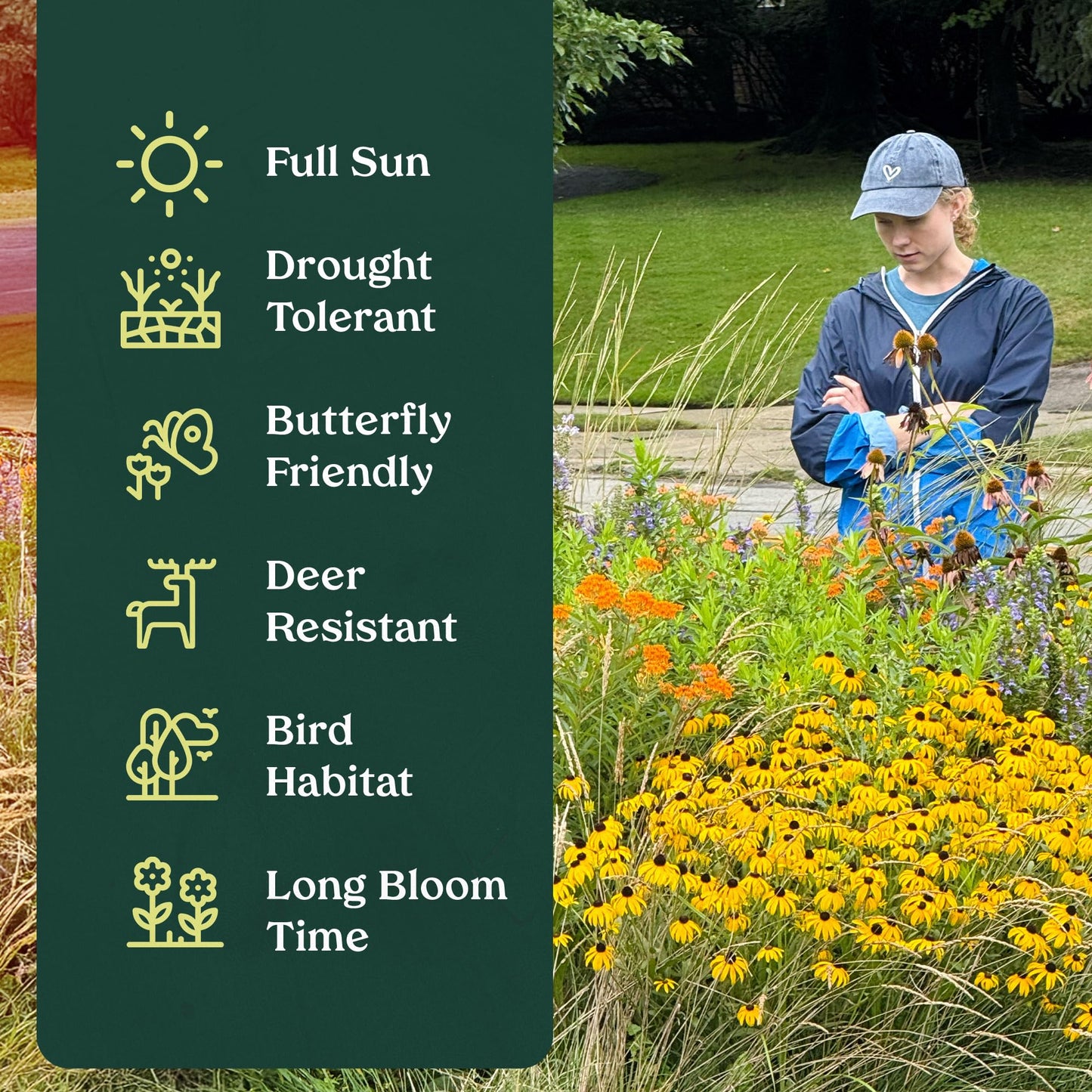 Willowy Mint 3 Live Plants (Monardella viminea) – California Native Wildflower for Outdoor Gardens, Drought Tolerant Pollinator Friendly Landscaping