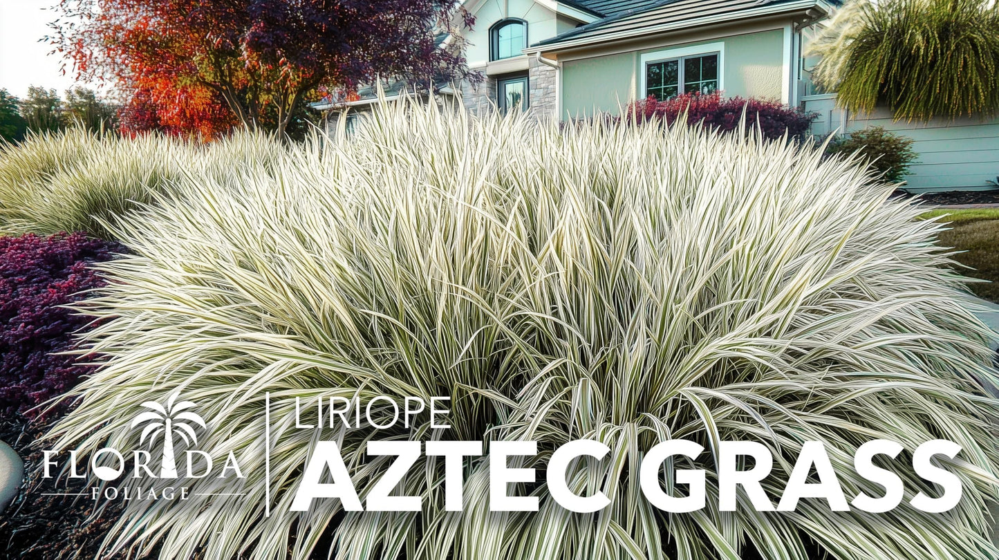 Aztec Grass | 20 Live Bare Root Pips | Liriope Muscari ‘Aztec Grass’ | Variegated Liriope | Ornamental Grass for Borders | Low Maintenance Ground Cover Plants