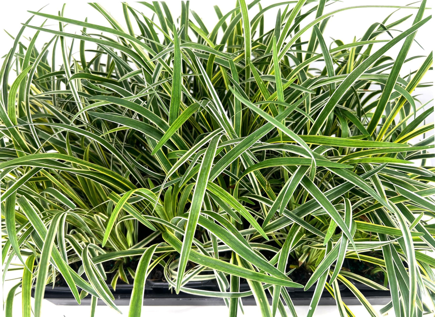 Variegated Liriope | 3 Live 4 Inch Pots | Liriope Muscari Variegata | Ornamental Ground Cover Plants | Evergreen Foliage