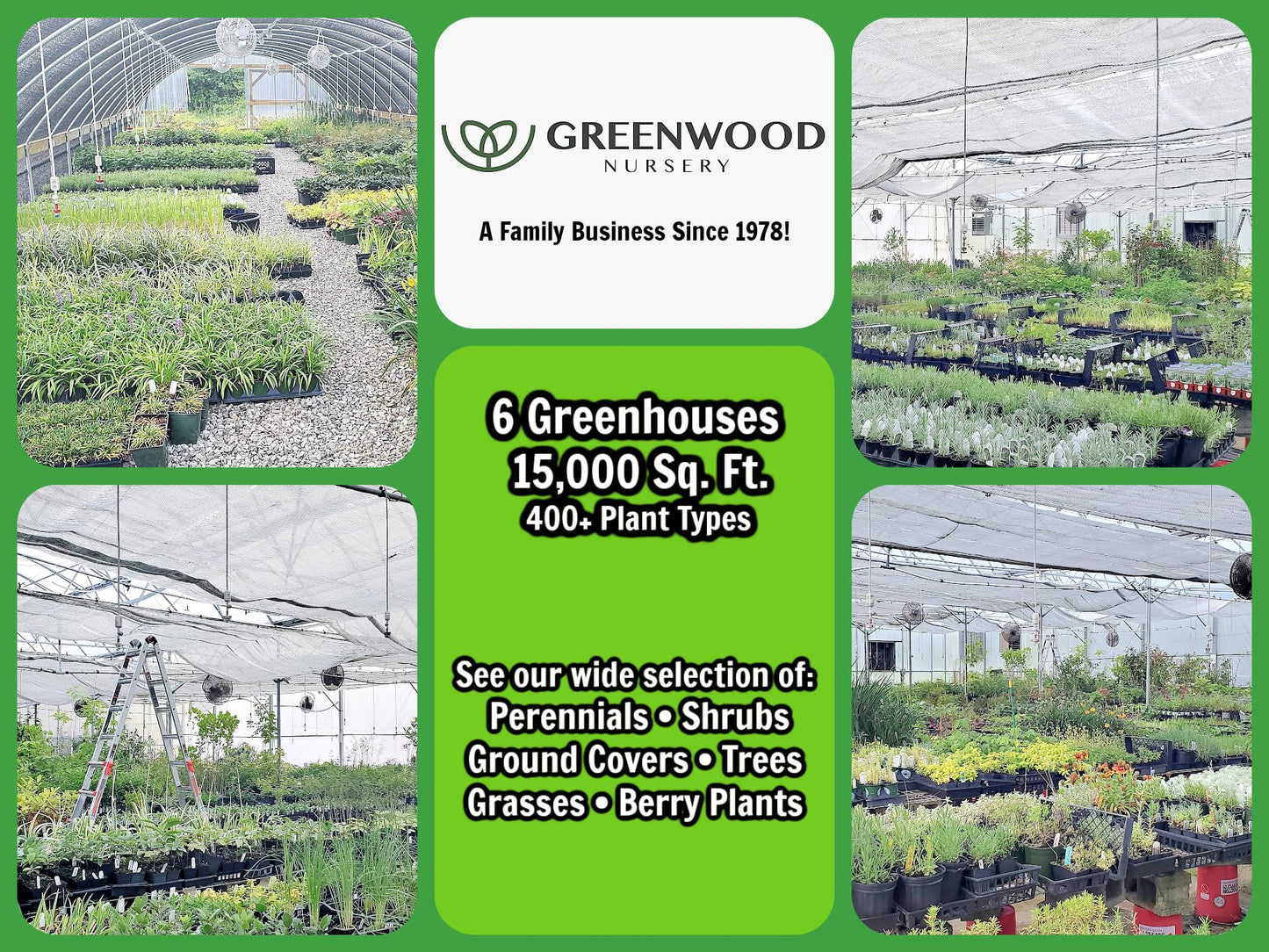 Greenwood Nursery: Live Shrub Plants - 'Pink Cascade' Butterfly Bush + Buddleja/Buddleia Davidii - [Qty: 1x Pint Pot] - (Click for Other Available Plants/Quantities)