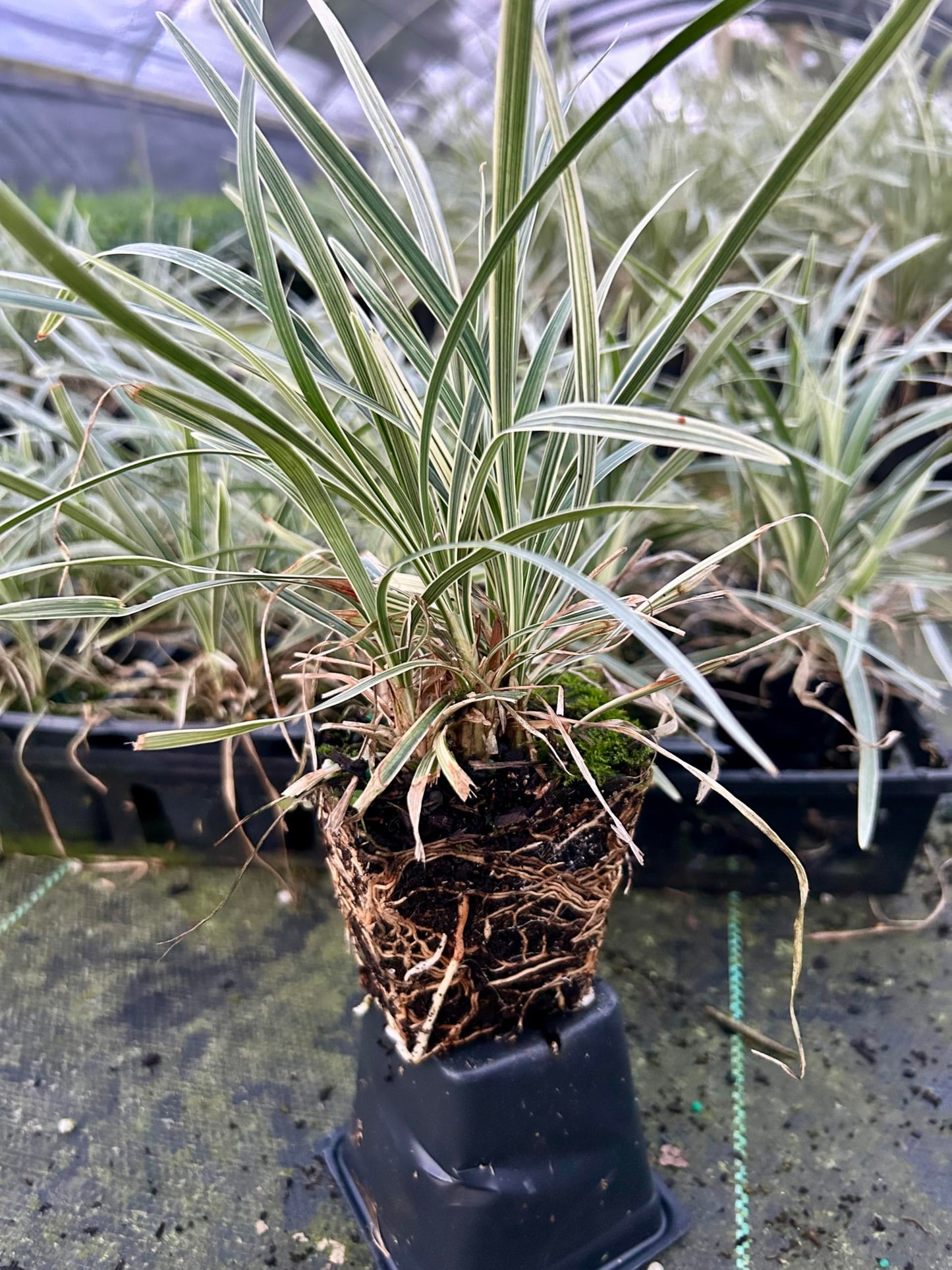 Aztec Grass Live Plant, Variegated Green and White Foliage, Ornamental Grass for Garden and Landscape (1, 4 in -18 Count)