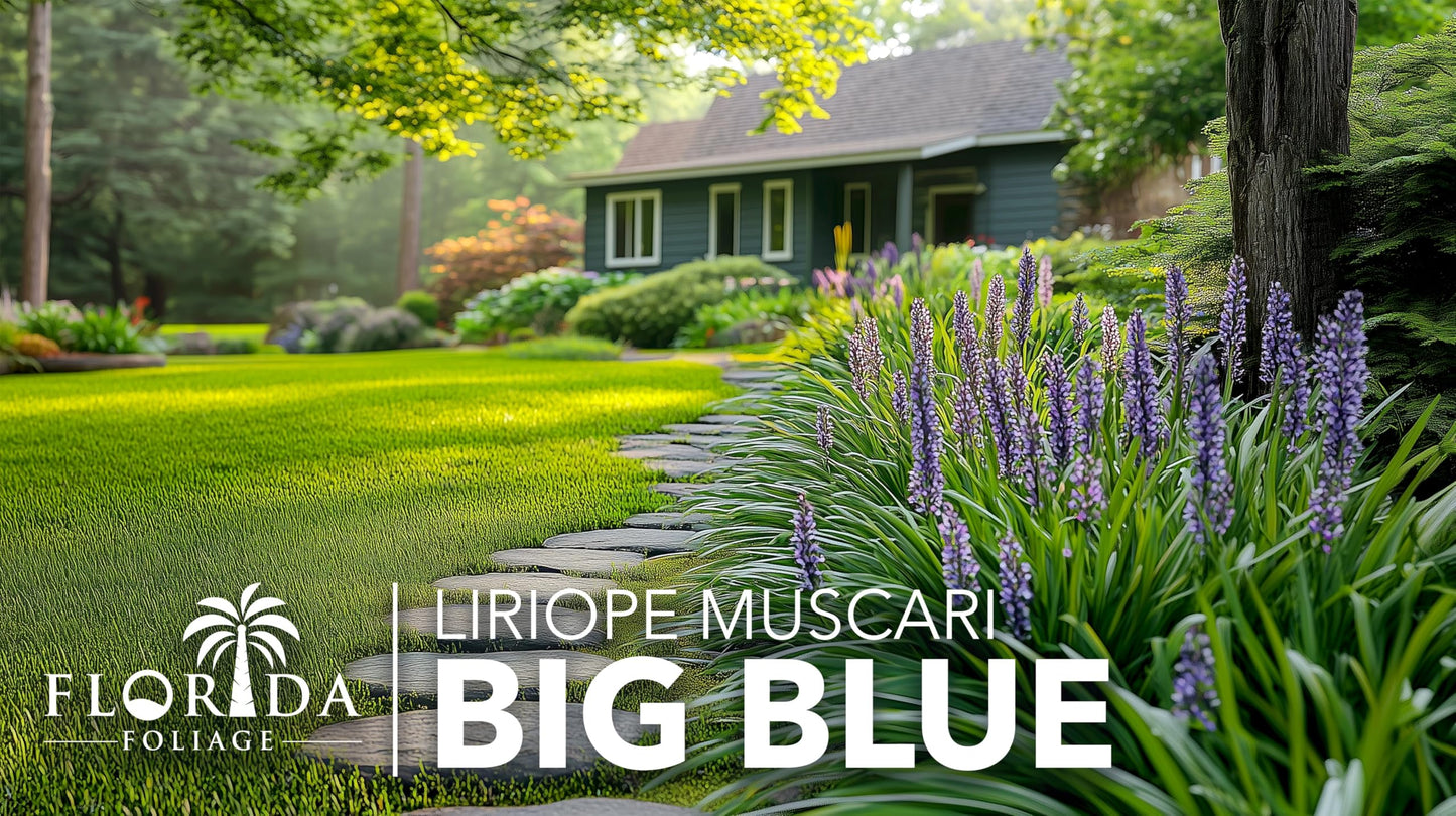 Liriope Big Blue | 40 Live Plants | Liriope muscari | Lavender Blue Flowers | Evergreen Ground Cover for Shade | Landscape Borders for Walkways and Beds