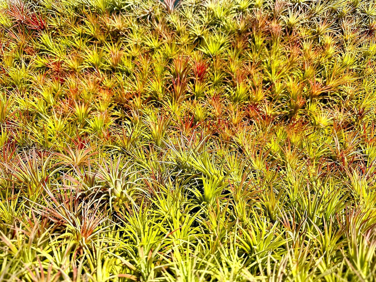 ragnaroc Air Plants - Tillandsia Ionantha Pack, Regular 1-3" - 5ct - Live Arrival Guaranteed - House Plants for Home Decor & Gift