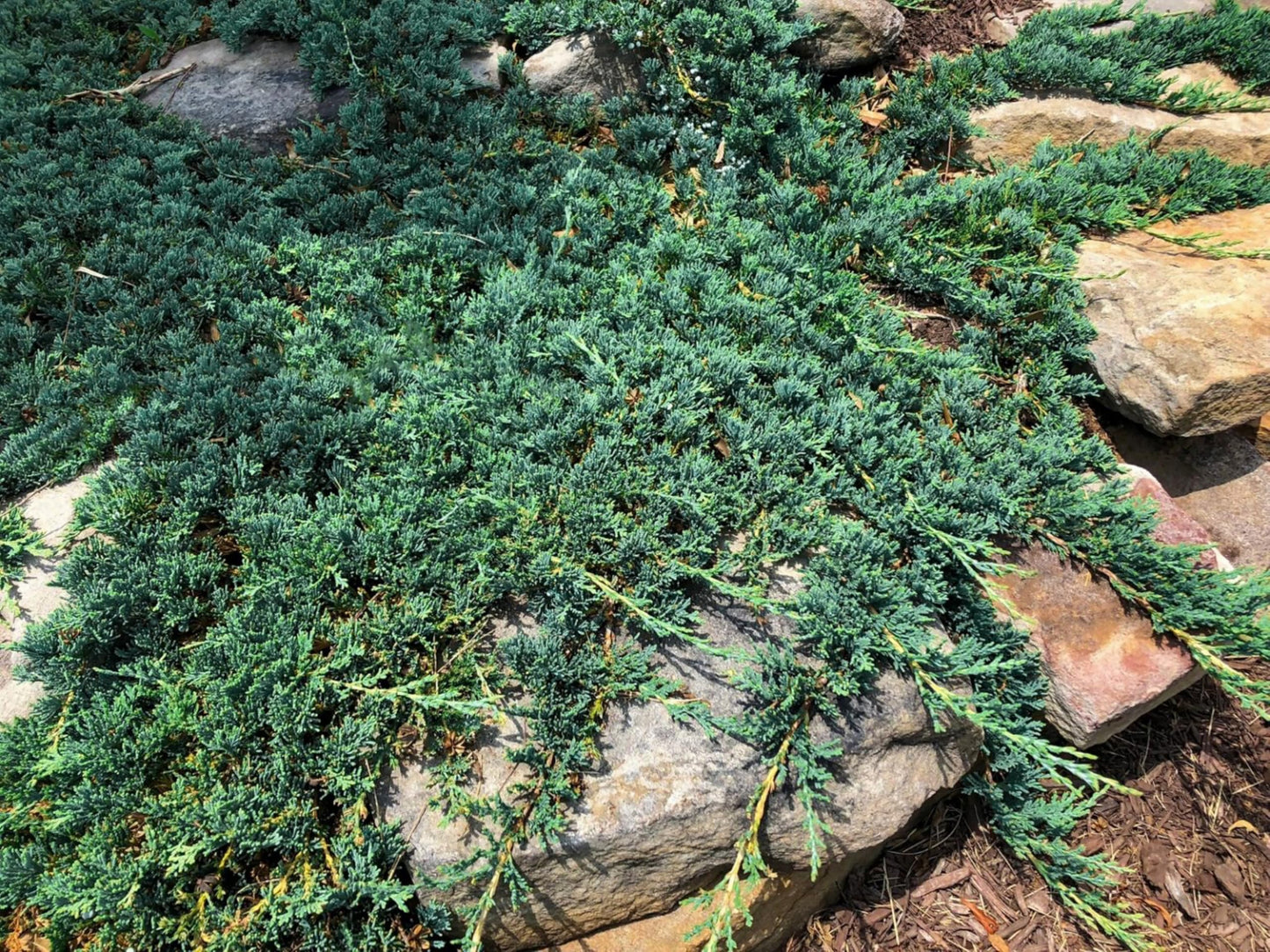 Blue Rug Juniper Wiltonii | 30 Live 4 Inch Plants | Juniperus Horizontalis | Creeping Ground Cover, Low Maintenance Shrub, Drought Tolerant, Evergreen Foliage, Fast Growing, Erosion Control
