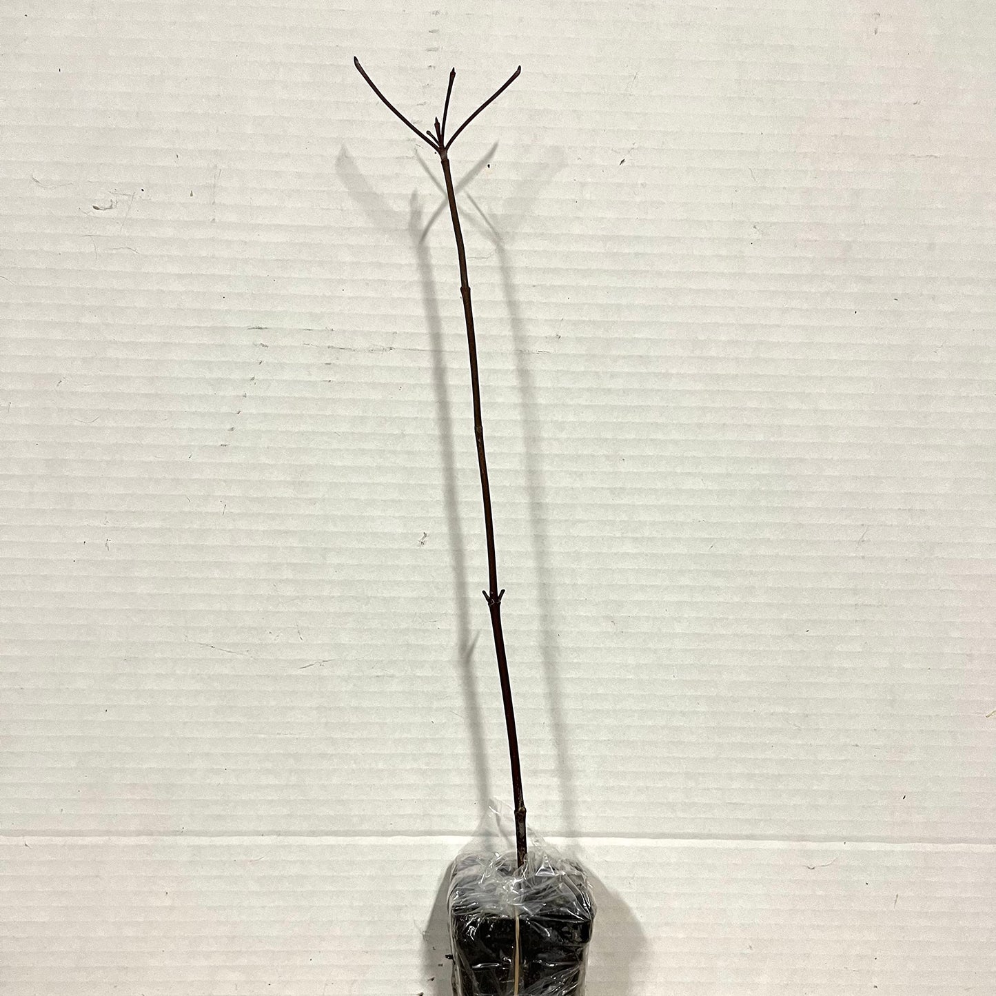 Black Walnut Tree - 10-18" Tall Nut-Bearing Live Plant - Fast Growing Tree Seedling - Juglans nigra