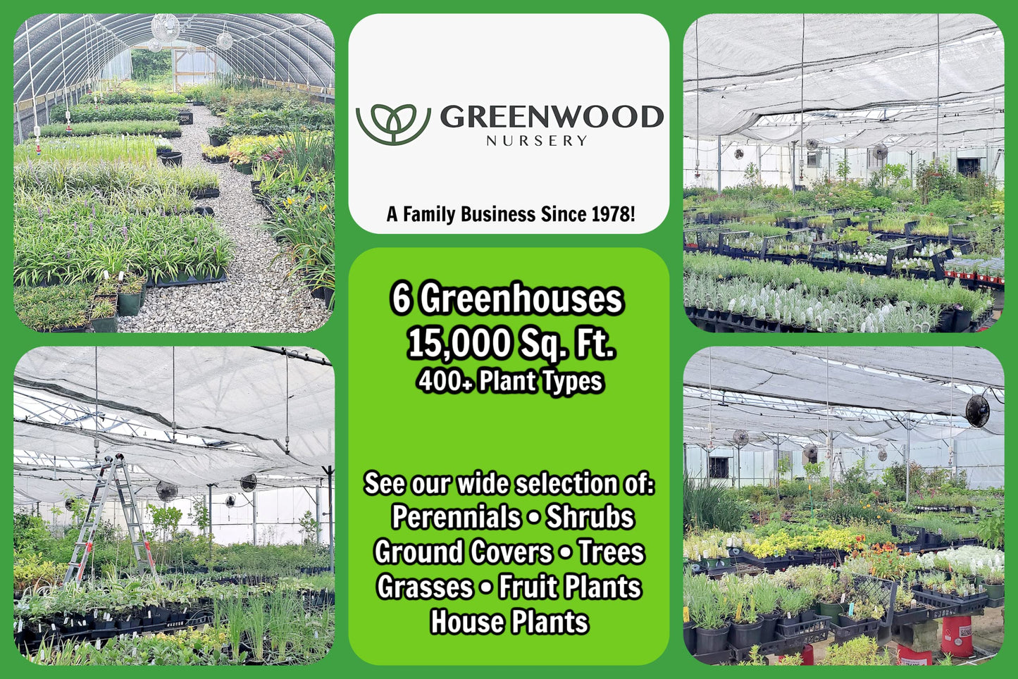 Greenwood Nursery: Live Ground-Cover Plants - Red Creeping Thyme + Thymus Praecox 'Coccineus' - [Qty: 5X Pint Pots] - (Click for Other Available Plants/Quantities)