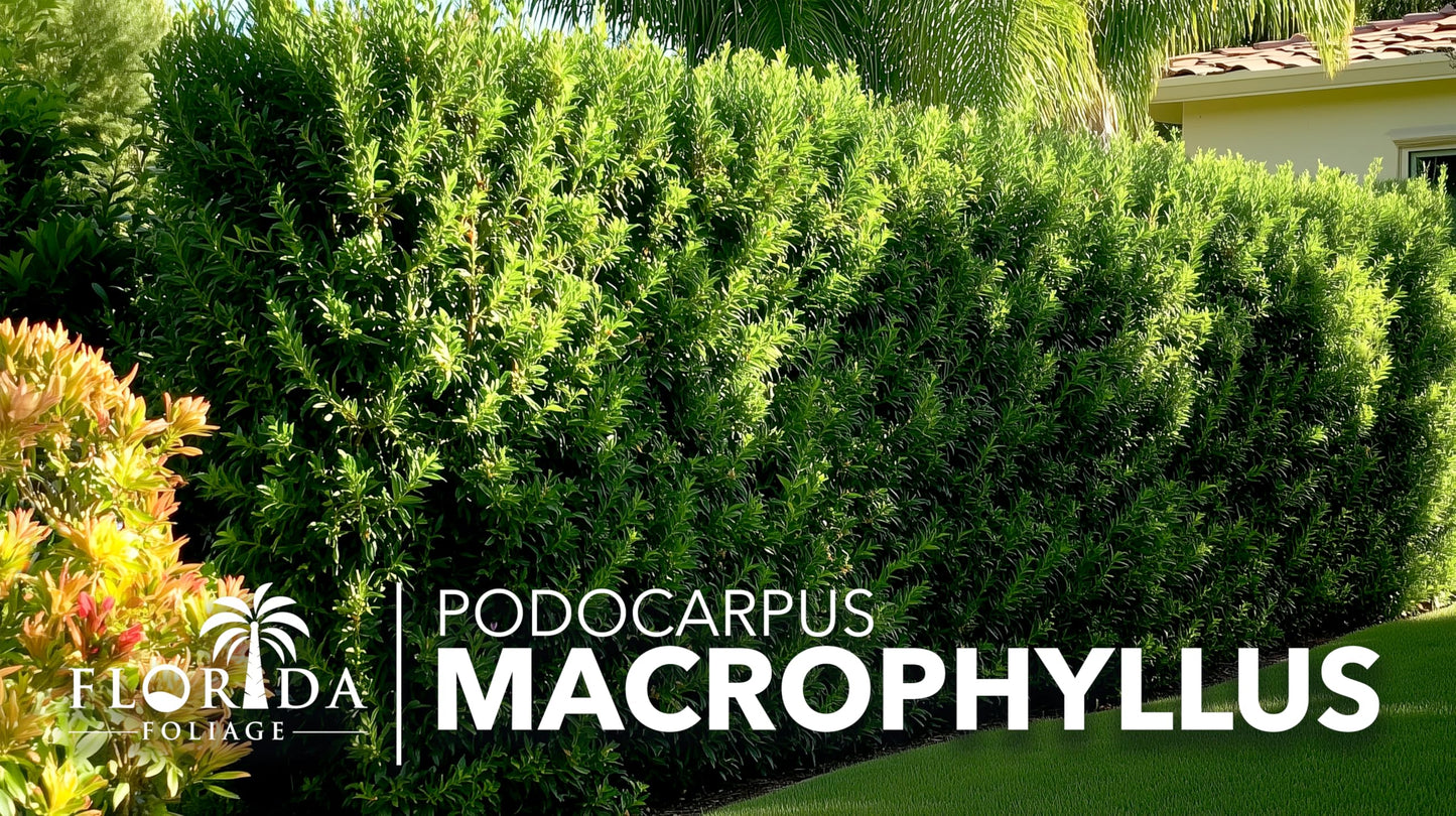 Podocarpus Macrophyllus Japanese Yew | 20 Live Plants | Podocarpus macrophyllus | Privacy Hedge Shrub | Evergreen Landscaping Plants for Gardens & Borders