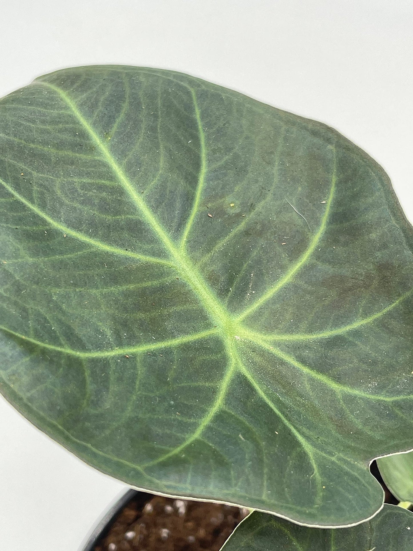 BubbleBlooms Alocasia Regal Shield in a 4 inch Pot Very Rare Elephant's Ear