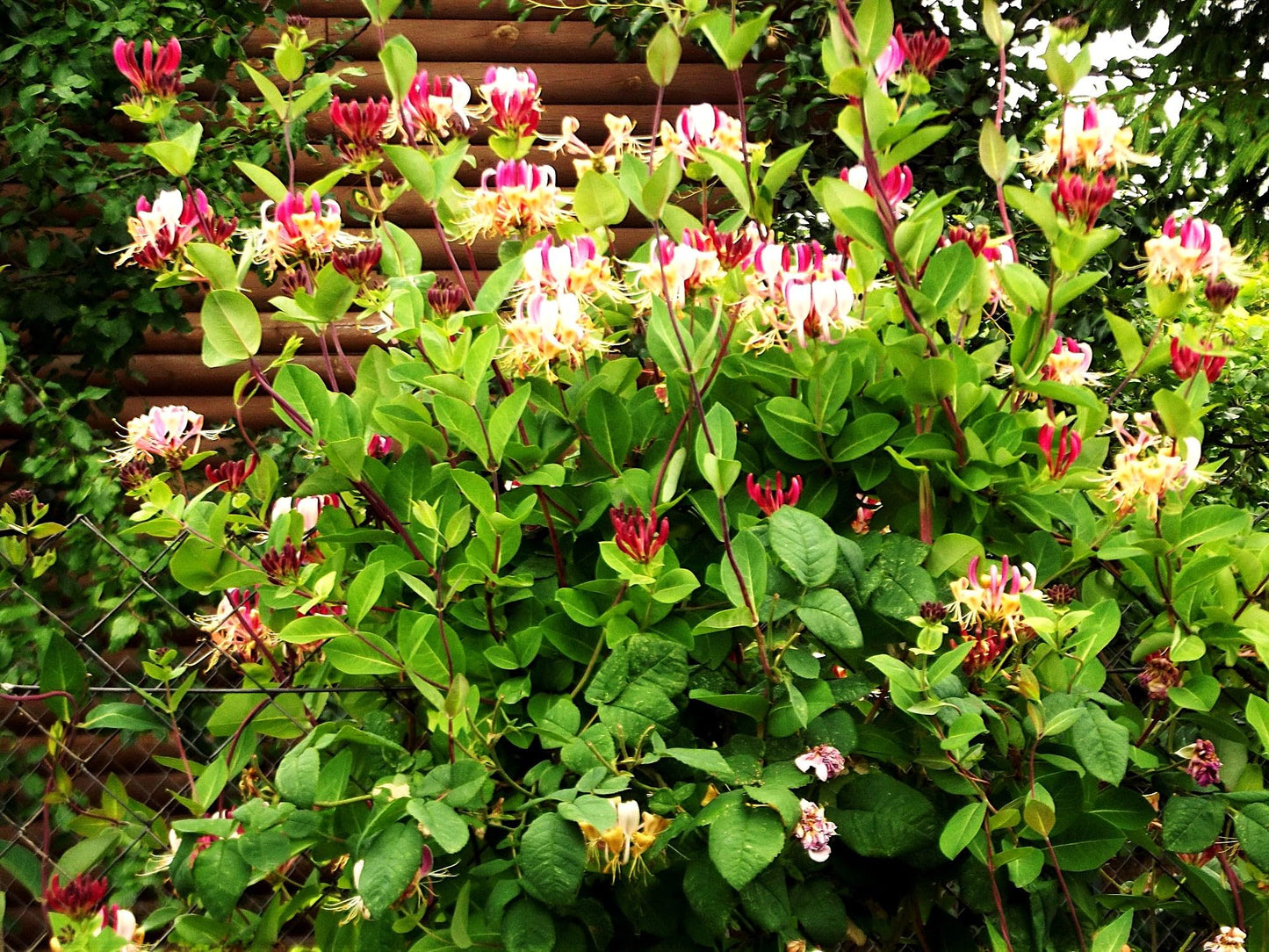 Greenwood Nursery: Live Shrub Plants - Winter Honeysuckle + Lonicera Fragrantissima - [Qty: 10x 3.5 Pots] - (Click for Other Available Plants/Quantities)