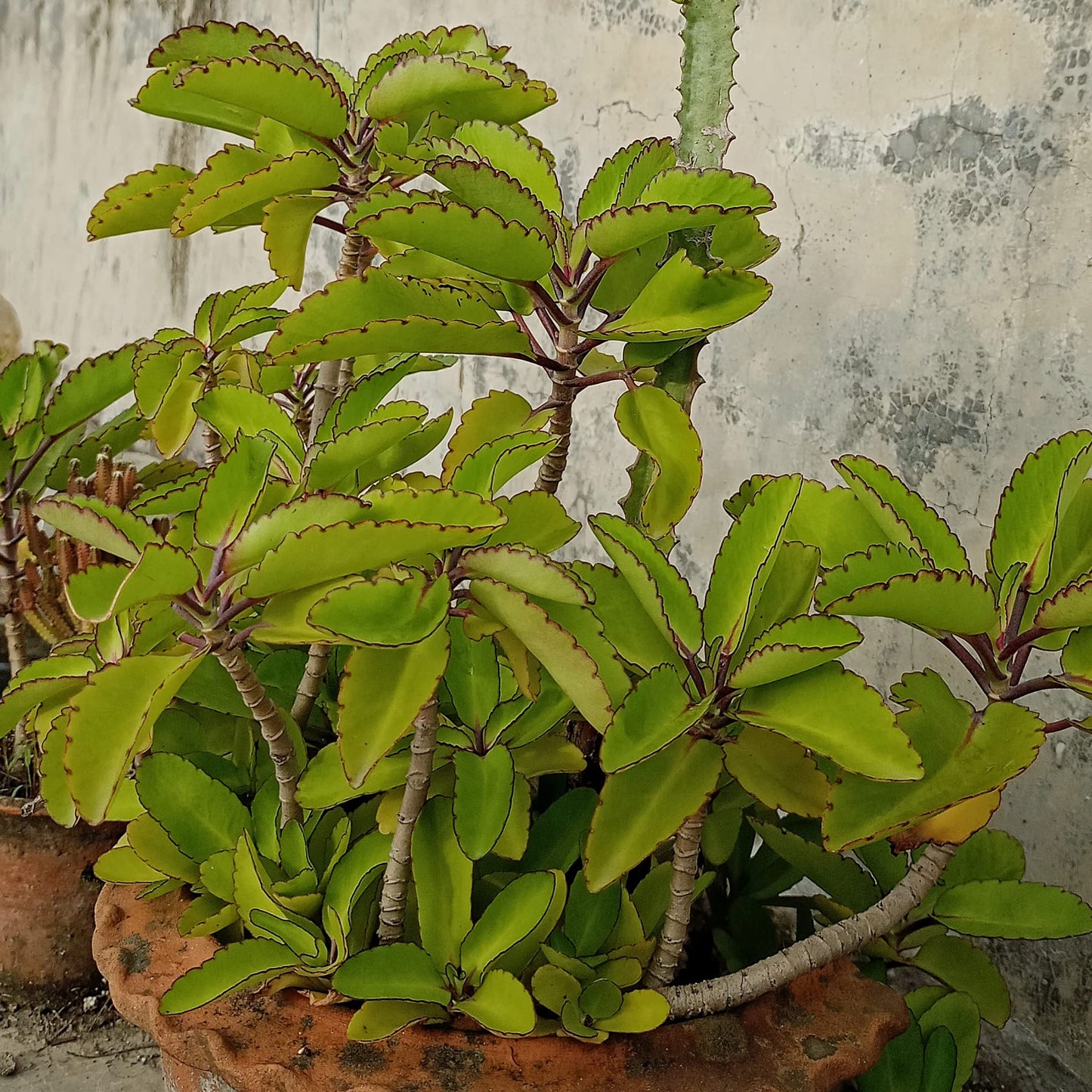 Kalanchoe Pinnata, Life Plant, Goethe, Miracle Leaf Rooted Plant ●LIVE PLANT ●