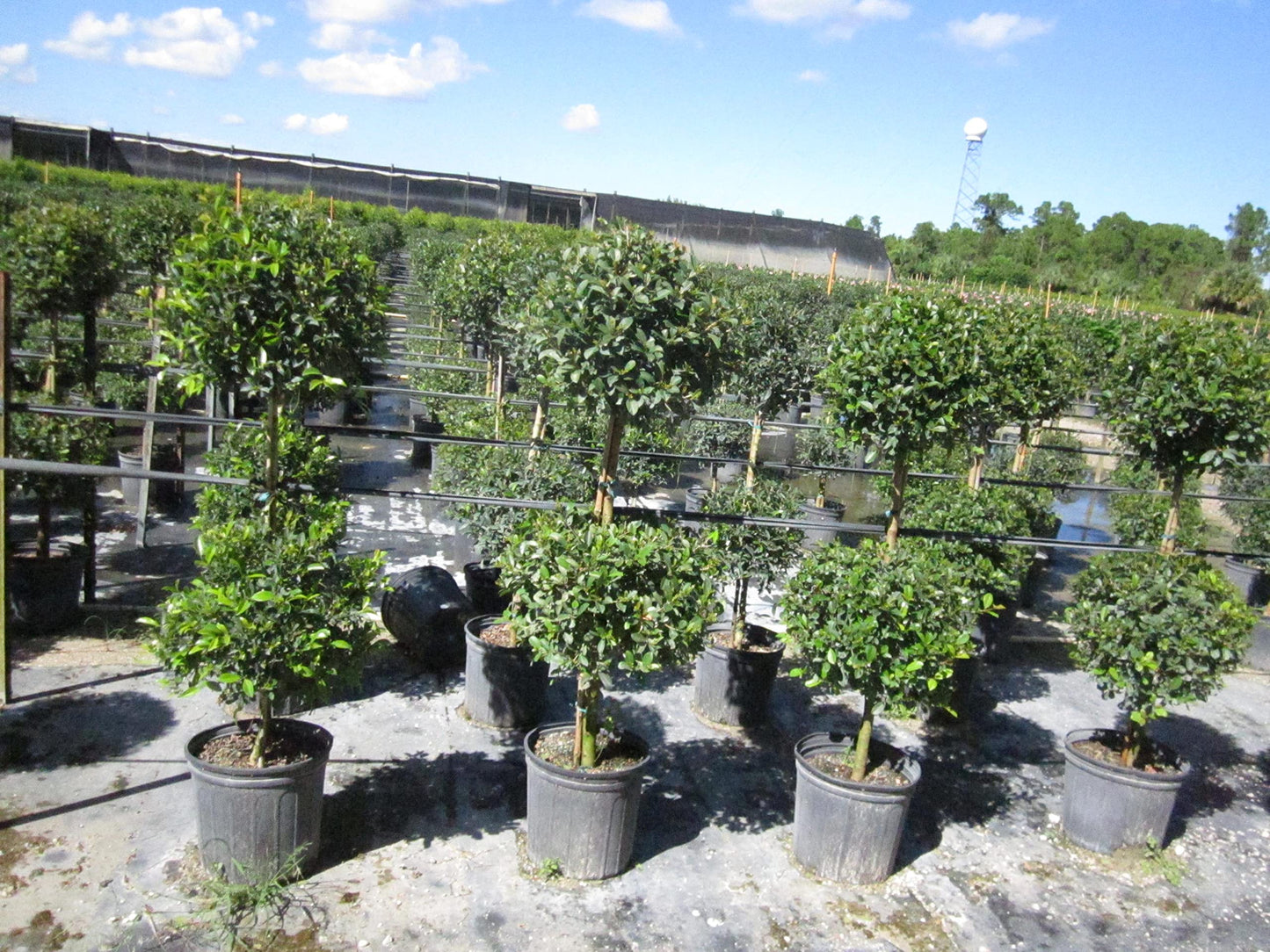 Eugenia 2 Ball Topiary - 5 Live Plants in 6 Inch Pots - 1-2 Foot Tall - Eugenia Myrtifolium - Beautifully Pruned Outdoor Topiary for Patios and Outdoor Decor