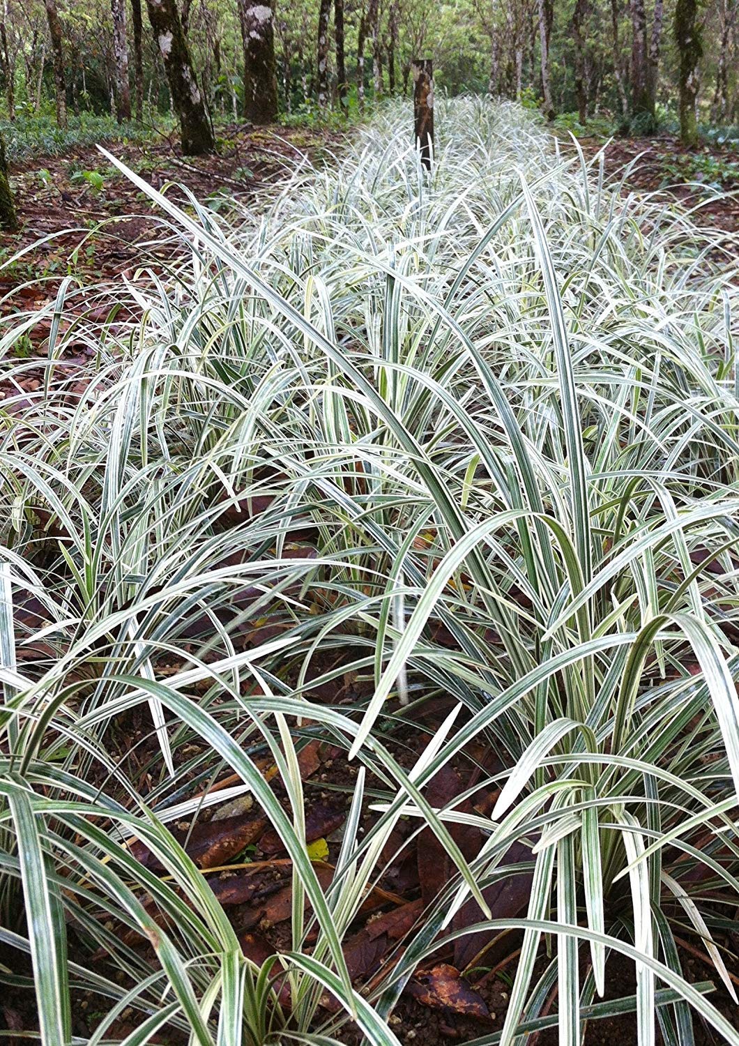Aztec Grass - 3 Live Plants - Variegated Liriope - Ophiopogon Intermedius Argenteomarginatus