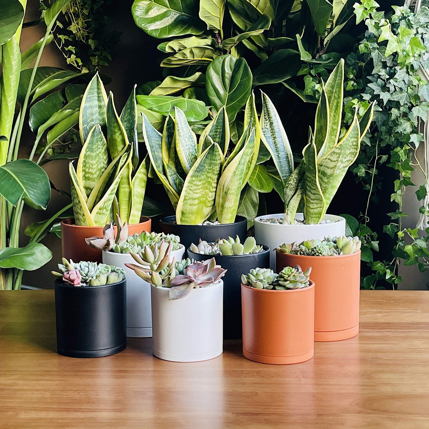 D'vine Dev 4 Inch 5 Inch 6 Inch, Set of 3 Plastic Planter Pots for Plants with Drainage Hole and Seamless Saucers, Black Color, Small, 74-V-B-1